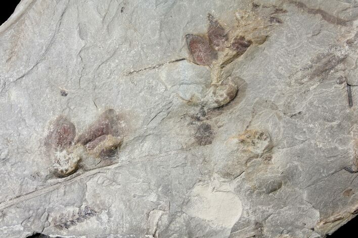Pennsylvanian Fossil Fern Plate - Kentucky #123479